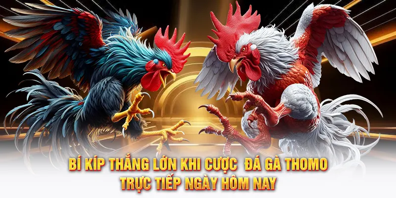 Bí kíp thắng lớn khi cược đá gà Thomo trực tiếp ngày hôm nay