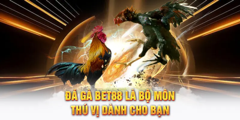 Đá gà Bet88 là bộ môn thú vị dành cho bạn
