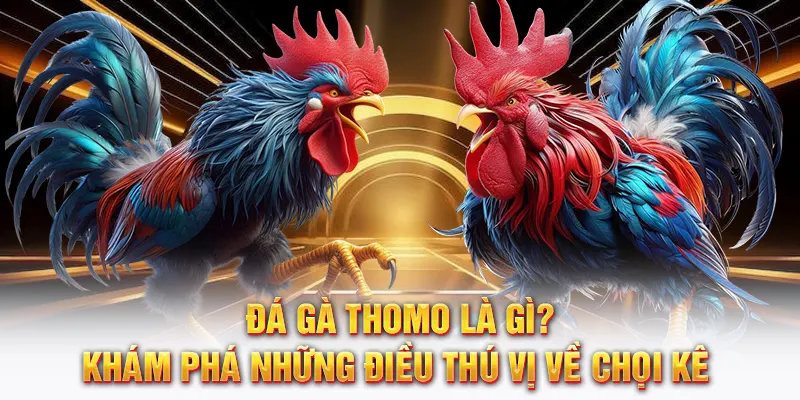 Đá gà thomo là gì khám phá những điều thú vị