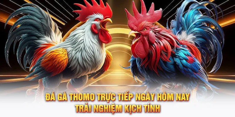 Đá gà thomo trực tiếp hôm nay