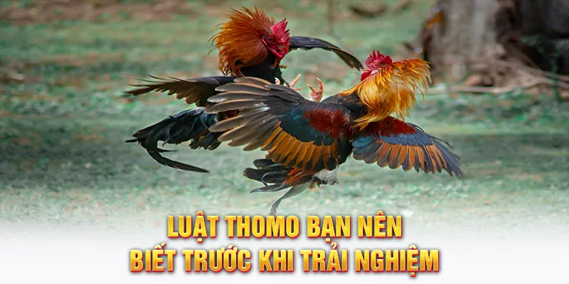 Luật Thomo bạn nên biết trước khi trải nghiệm