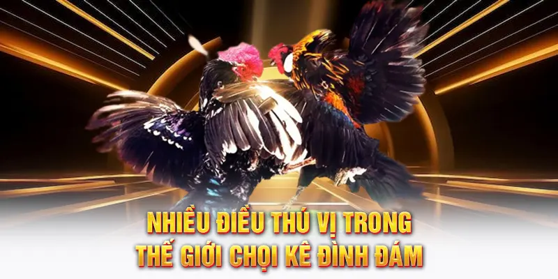 Nhiều điều thú vị trong thế giới chọi kê đình đám