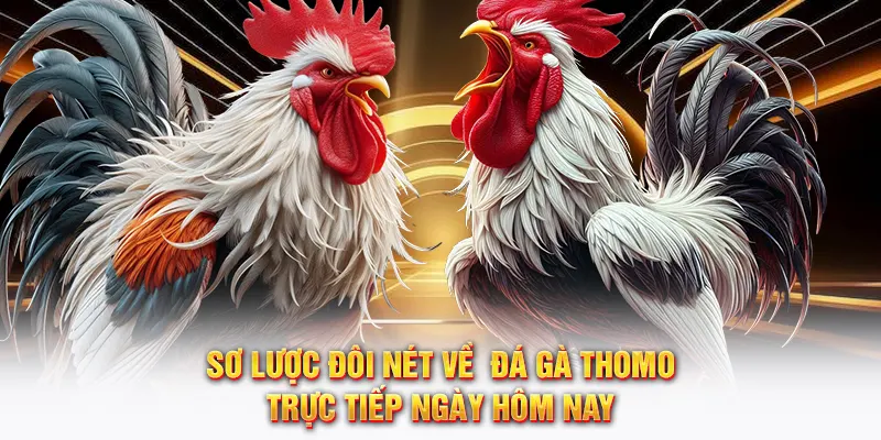 Sơ lược đôi nét về đá gà Thomo trực tiếp ngày hôm nay