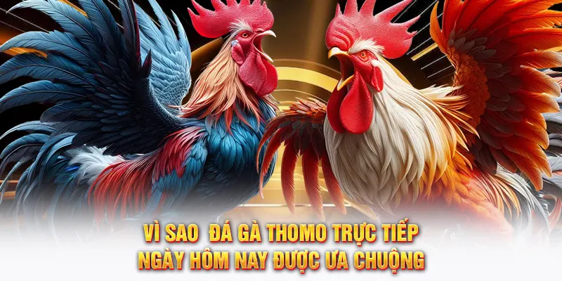 Vì sao đá gà Thomo trực tiếp ngày hôm nay được ưa chuộng