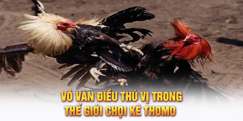 Vô vàn điều thú vị trong thế giới chọi kê Thomo